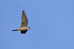 Eurasian hobby