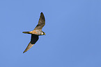Eurasian hobby