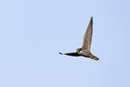 Eurasian hobby