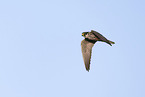 Eurasian hobby