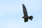 Eurasian hobby