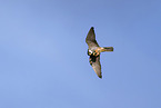 Eurasian hobby