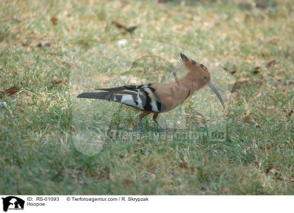 Hoopoe / RS-01093