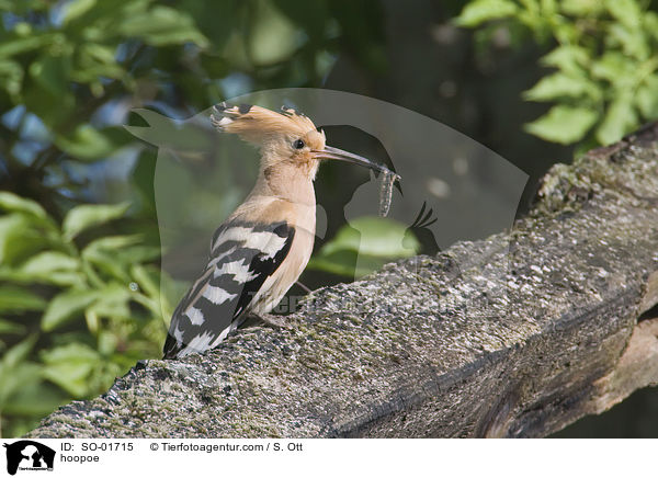 hoopoe / SO-01715