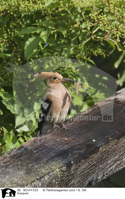 Wiedehopf / hoopoe / SO-01723