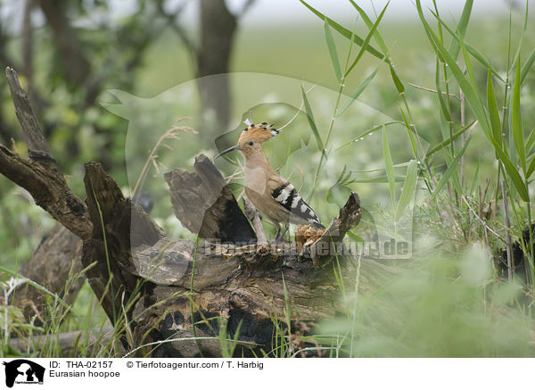 Eurasian hoopoe / THA-02157