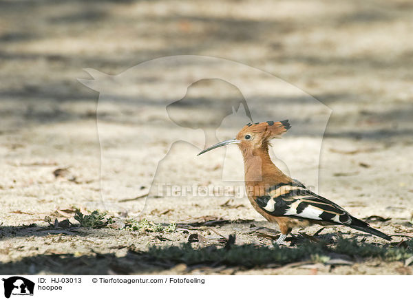 Wiedehopf / hoopoe / HJ-03013