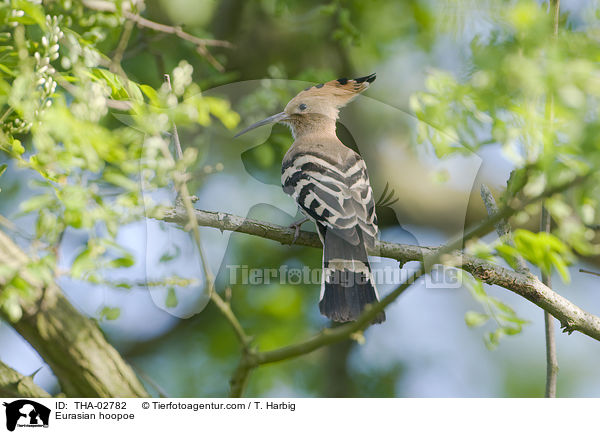 Eurasian hoopoe / THA-02782