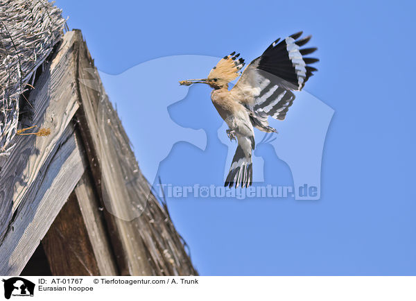 Wiedehopf / Eurasian hoopoe / AT-01767