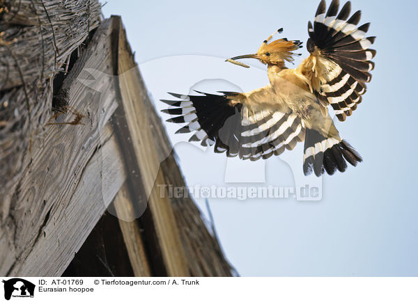 Wiedehopf / Eurasian hoopoe / AT-01769