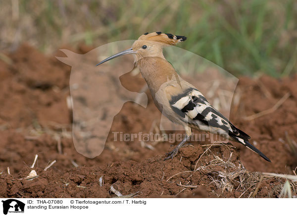 standing Eurasian Hoopoe / THA-07080