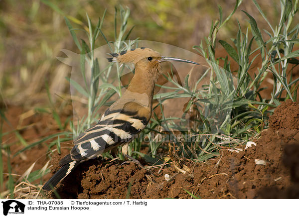 standing Eurasian Hoopoe / THA-07085