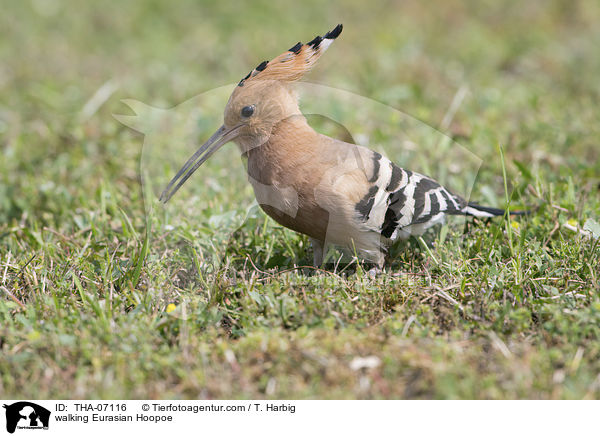 walking Eurasian Hoopoe / THA-07116