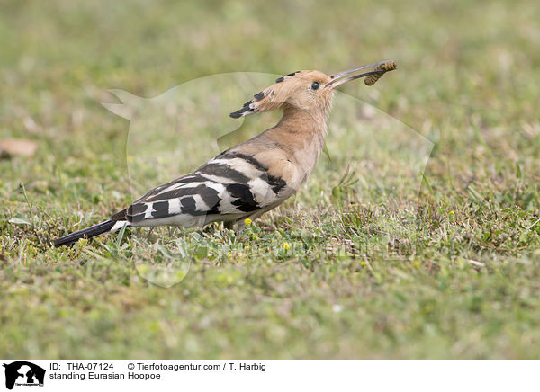 standing Eurasian Hoopoe / THA-07124