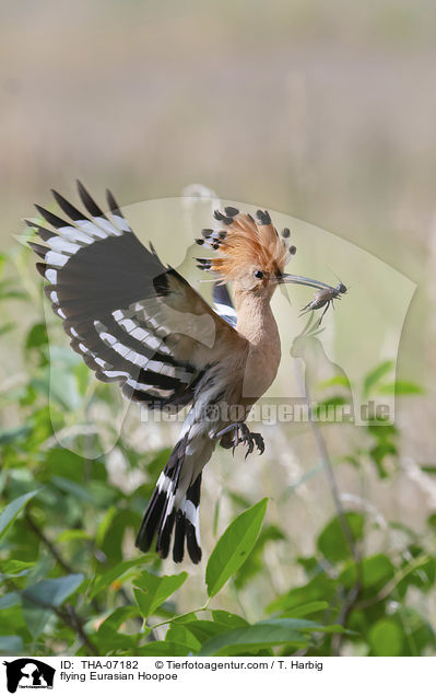 flying Eurasian Hoopoe / THA-07182