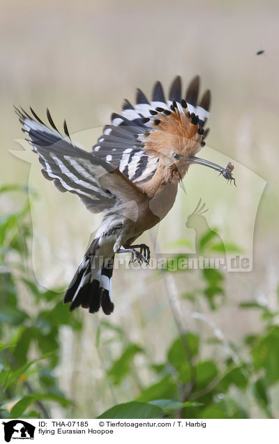flying Eurasian Hoopoe / THA-07185
