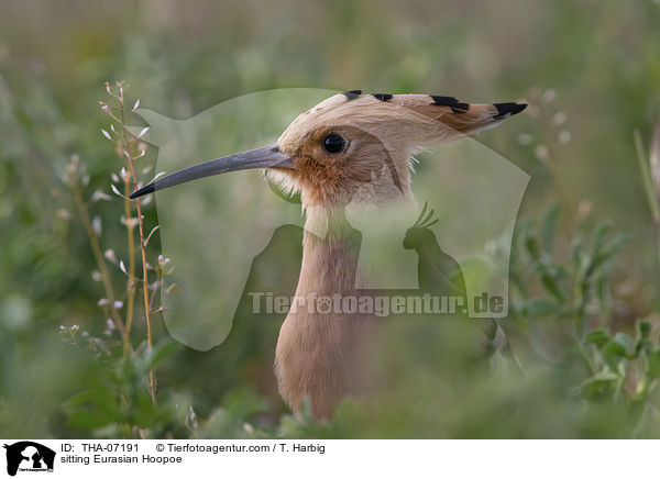 sitting Eurasian Hoopoe / THA-07191