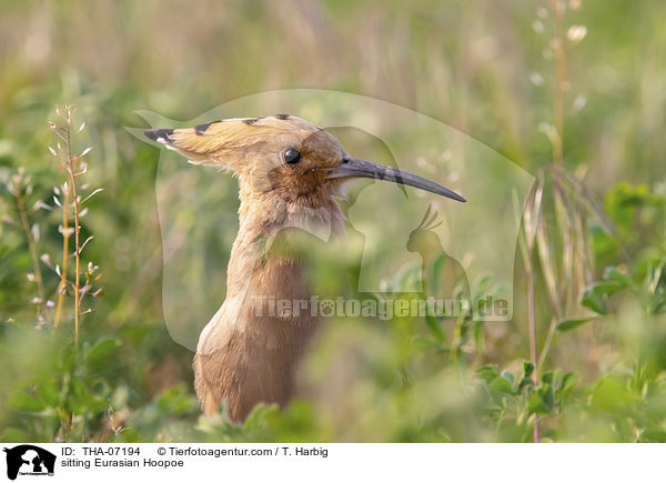 sitzender Wiedehopf / sitting Eurasian Hoopoe / THA-07194