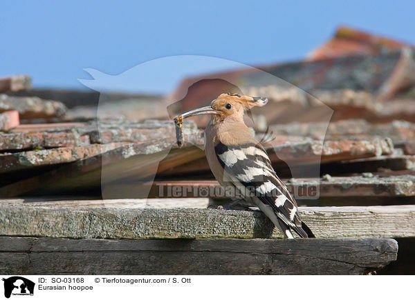 Eurasian hoopoe / SO-03168