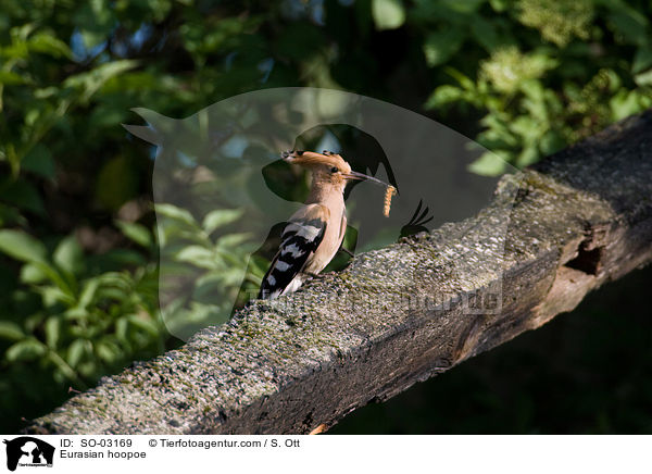Eurasian hoopoe / SO-03169