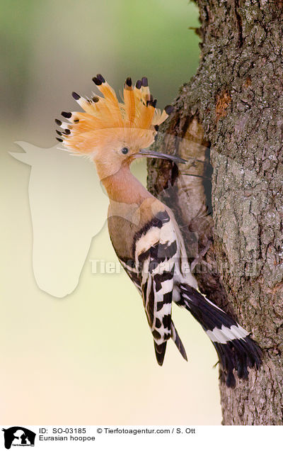 Eurasian hoopoe / SO-03185
