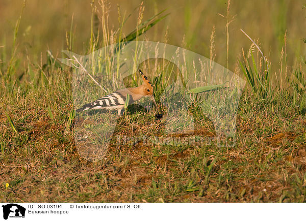 Eurasian hoopoe / SO-03194