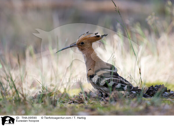 Wiedehopf / Eurasian hoopoe / THA-09590