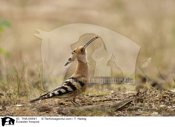 Eurasian hoopoe / THA-09591