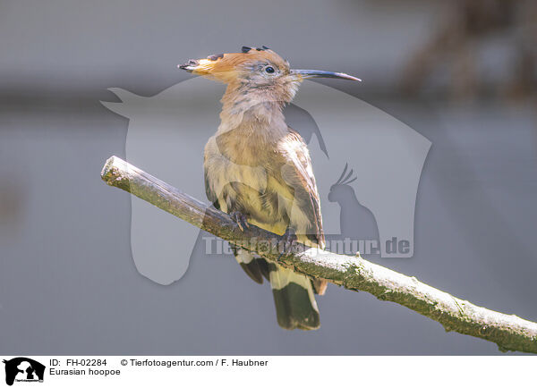 Eurasian hoopoe / FH-02284