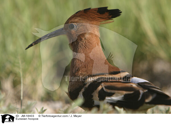 Eurasian hoopoe / JM-18403