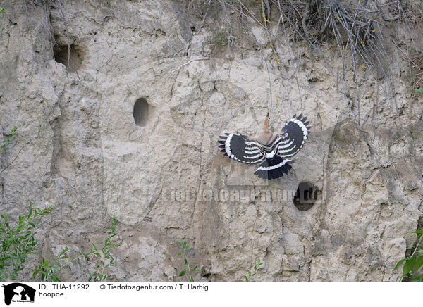 Wiedehopf / hoopoe / THA-11292