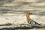 hoopoe