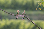 Eurasian hoopoes