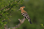 sitting Eurasian Hoopoe