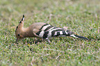 standing Eurasian Hoopoe