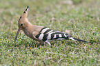 walking Eurasian Hoopoe