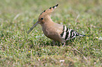 walking Eurasian Hoopoe
