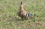 standing Eurasian Hoopoe