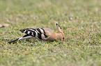 standing Eurasian Hoopoe