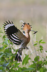 flying Eurasian Hoopoe