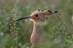 sitting Eurasian Hoopoe