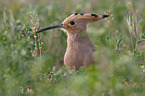 sitting Eurasian Hoopoe