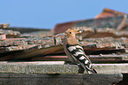 Eurasian hoopoe