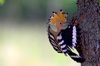 Eurasian hoopoe
