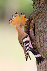 Eurasian hoopoe