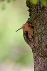 Eurasian hoopoe