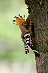 Eurasian hoopoe