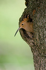 Eurasian hoopoe