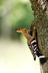 Eurasian hoopoe