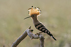 Eurasian hoopoe